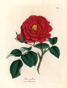 Crimson officinal rose, Rosa gallica, fra en botanisk illustration af James Sowerby fra William Woodville og Sir William Jackson Hookers "Medical Botany" 1832 (håndfarvet kobberstik) af James (after) Sowerby