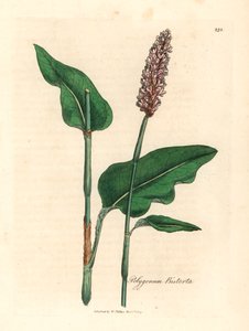Greater bistort, Polygonum bistorta, fra en botanisk illustration af James Sowerby fra William Woodville og Sir William Jackson Hookers "Medical Botany" 1832 (håndfarvet kobberstik) af James (after) Sowerby