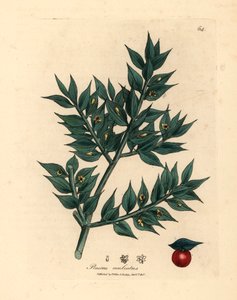 Grønblomstret slagterkost, Ruscus aculeatus, fra en botanisk illustration af James Sowerby fra William Woodville og Sir William Jackson Hookers "Medical Botany" 1832 (håndfarvet kobberstik) af James (after) Sowerby