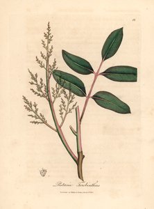 Blade og blomster fra chian-træet eller cyperns terpentintræ, Pistacia terebinthus, fra en botanisk illustration af James Sowerby fra William Woodville og Sir William Jackson Hookers "Medical Botany" 1832 (håndfarvet kobberstik) af James (after) Sowerby