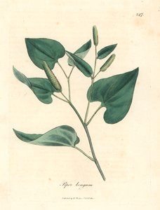 Lang peber, Piper longum, fra en botanisk illustration af James Sowerby fra William Woodville og Sir William Jackson Hookers "Medical Botany" 1832 (håndfarvet kobberstik) af James (after) Sowerby