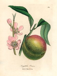 Ferskentræ med moden frugt og lyserød blomst, Amygdalus persica, fra en botanisk illustration af James Sowerby fra William Woodville og Sir William Jackson Hookers "Medical Botany" 1832 (håndfarvet kobberstik) af James (after) Sowerby