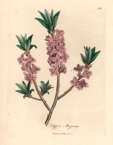 Pink-blomstret mezereon, Daphne mezereum, fra en botanisk illustration af James Sowerby fra William Woodville og Sir William Jackson Hookers "Medical Botany" 1832 (håndfarvet kobberstik) af James (after) Sowerby