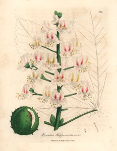 Pink blomst og frugt af hestekastanjetræet, Aesculus hippocastanum, fra en botanisk illustration af James Sowerby fra William Woodville og Sir William Jackson Hookers "Medical Botany" 1832 (håndfarvet kobberstik) af James (after) Sowerby
