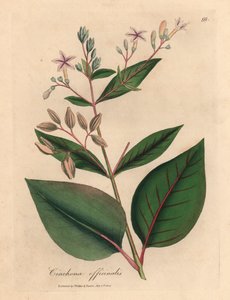 Lyserødt blomstret peruviansk barktræ, Cinchona officinalis, fra en botanisk illustration af James Sowerby fra William Woodville og Sir William Jackson Hookers "Medical Botany" 1832 (håndfarvet kobberstik) af James (after) Sowerby