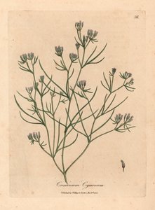 Lyserød blomstret spidskommen, Cuminum cyminum, fra en botanisk illustration af James Sowerby fra William Woodville og Sir William Jackson Hookers "Medical Botany" 1832 (håndfarvet kobberstik) af James (after) Sowerby