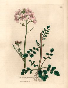 Pink blomstret dame kittel eller gøgeblomst, Cardamine pratensis, fra en botanisk illustration af James Sowerby fra William Woodville og Sir William Jackson Hookers "Medical Botany" 1832 (håndfarvet kobberstik) af James (after) Sowerby