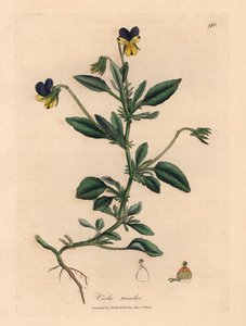 Lilla og gul stedmoderblomst, Viola tricolor, fra en botanisk illustration af James Sowerby fra William Woodville og Sir William Jackson Hookers "Medical Botany" 1832 (håndfarvet kobberstik) af James (after) Sowerby