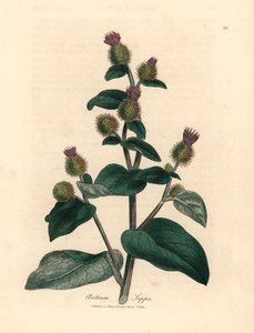 Lilla blomstret burre, Arctium lappa, fra en botanisk illustration af James Sowerby fra William Woodville og Sir William Jackson Hookers "Medical Botany" 1832 (håndfarvet kobberstik) af James (after) Sowerby