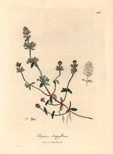 Lilla blomstret vild timian, Thymus serpyllum, fra en botanisk illustration af James Sowerby fra William Woodville og Sir William Jackson Hookers "Medical Botany" 1832 (håndfarvet kobberstik) af James (after) Sowerby
