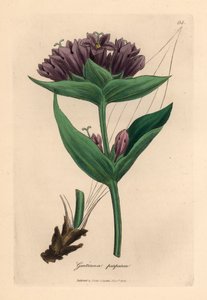 Lilla ensian, Gentiana purpurea, fra en botanisk illustration af James Sowerby fra William Woodville og Sir William Jackson Hookers "Medical Botany" 1832 (håndfarvet kobberstik) af James (after) Sowerby