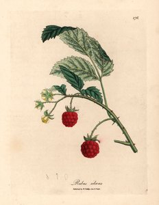 Hindbærbusk med moden frugt og gule blomster, Rubus idaeus, fra en botanisk illustration af James Sowerby fra William Woodville og Sir William Jackson Hookers "Medical Botany" 1832 (håndfarvet kobberstik)