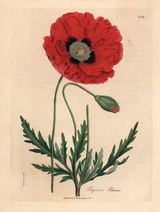 Rød- eller majsvalmue, Papaver rhoeas, fra en botanisk illustration af James Sowerby fra William Woodville og Sir William Jackson Hookers "Medical Botany" 1832 (håndfarvet kobberstik) af James (after) Sowerby