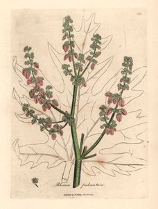 Rubarb blomster og stilk, bladomrids, Rheum palmatum, fra en botanisk illustration af James Sowerby fra William Woodville og Sir William Jackson Hookers "Medical Botany" 1832 (håndfarvet kobberstik) af James (after) Sowerby