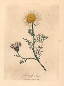 Hvid og gul spansk kamille, Anthemis pyrethrum, fra en botanisk illustration af James Sowerby fra William Woodville og Sir William Jackson Hookers "Medical Botany" 1832 (håndfarvet kobberstik) af James (after) Sowerby