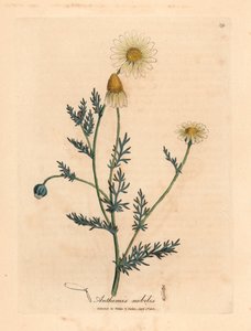 Hvid og gul blomstret kamille, Anthemis nobilis, fra en botanisk illustration af James Sowerby fra William Woodville og Sir William Jackson Hookers "Medical Botany" 1832 (håndfarvet kobberstik) af James (after) Sowerby