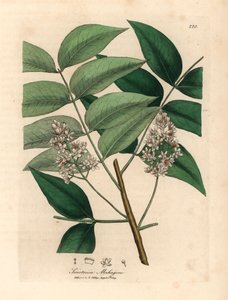 Hvidblomstret mahognitræ, Swietenia mahogani, fra en botanisk illustration af James Sowerby fra William Woodville og Sir William Jackson Hookers "Medical Botany" 1832 (håndfarvet kobberstik) af James (after) Sowerby