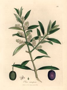 Hvidblomstret europæisk oliventræ med frugt, Olea europaea, fra en botanisk illustration af James Sowerby fra William Woodville og Sir William Jackson Hookers "Medical Botany" 1832 (håndfarvet kobberstik) af James (after) Sowerby