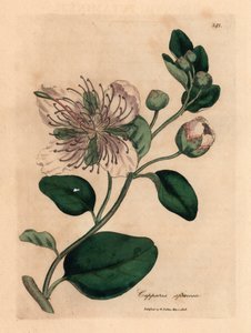 Hvidblomstret kapersbusk, Capparis spinosa, fra en botanisk illustration af James Sowerby fra William Woodville og Sir William Jackson Hookers "Medical Botany" 1832 (håndfarvet kobberstik) af James (after) Sowerby