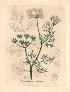 Hvidblomstret koriander, Coriandrum sativum, fra en botanisk illustration af James Sowerby fra William Woodville og Sir William Jackson Hookers "Medical Botany" 1832 (håndfarvet kobberstik) af James (after) Sowerby