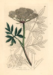Hvidblomstret vandsmyg, Cicuta virosa, fra en botanisk illustration af James Sowerby fra William Woodville og Sir William Jackson Hookers "Medical Botany" 1832 (håndfarvet kobberstik) af James (after) Sowerby
