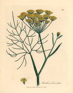 Gulblomstret fennikel, Anethum foeniculum, fra en botanisk illustration af James Sowerby fra William Woodville og Sir William Jackson Hookers "Medical Botany" 1832 (håndfarvet kobberstik) af James (after) Sowerby