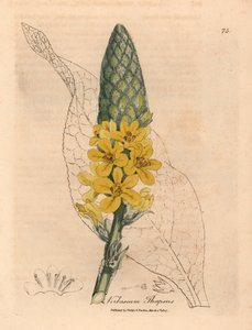 Gulblomstret stor bredbladet mullein, Verbascum thapsus, fra en botanisk illustration af James Sowerby fra William Woodville og Sir William Jackson Hookers "Medical Botany" 1832 (håndfarvet kobberstik) af James (after) Sowerby