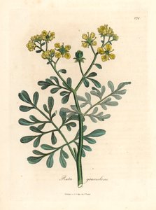 Gulblomstret rue, Ruta graveolens, fra en botanisk illustration af James Sowerby fra William Woodville og Sir William Jackson Hookers "Medical Botany" 1832 (håndfarvet kobberstik) af James (after) Sowerby