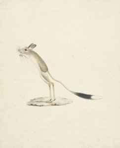 Jerboa nr. 4 (wc over grafit på papir) af James 1730 94 Bruce