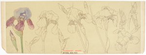 Botaniske studier, 1900-30 (wc på papir) af James Atherton