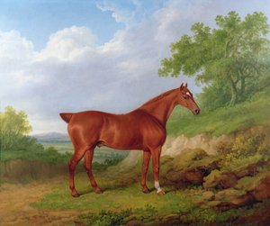 Kastanjejæger i et landskab