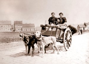 Hunde trækker kvinder på en vogn, Antwerpen, 1898.