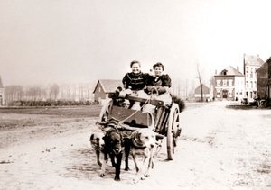 Hunde trækker kvinder på en vogn, Antwerpen, 1898.