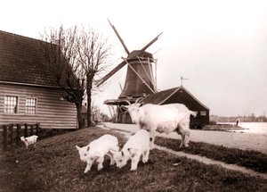 Geder, Laandam, Holland, 1898. af James Batkin