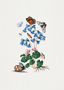 Dværgprimula af James Bolton