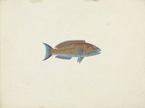 En fisk, El Hudderi Imbo (gouache over grafit på papir) af James Bruce