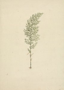 Arundinaria alpine K. Schum. (African Bamboo): færdig tegning af vane med rødder af James Bruce