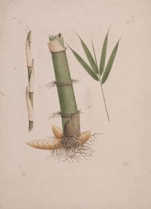 Arundinaria alpina K. Schum. (African Bamboo): færdig tegning af sektioner af stængel og af skud med blade