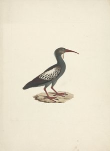 Bostrychia carunculata (Wattled Ibis) af James Bruce