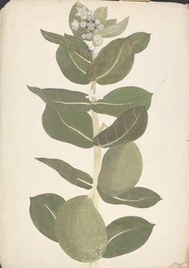 Calotropis procera (Ait.) Ait. f. (Sodomas æble, øretræ): færdig tegning af blomstrende og frugtplante