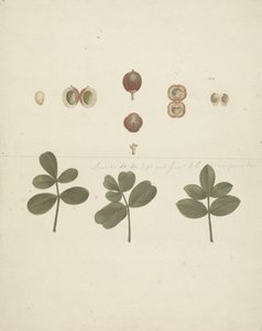 Commiphora gileadensis (L.) C. Chr. (Gileadbalsam, Opobalsam): færdig tegning af frugt, dissekeret frugt og blade af James Bruce