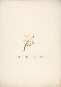 Euphorbia nubica N.E. Br. (Nubian Spurge): færdig tegning af blomstrende og frugtende skud, med detaljer om blomsterdissektioner af James Bruce