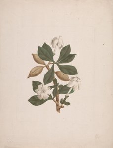 Gardenia ternifolia Schum.& Thonn. (Wild Gardenia): færdig med at tegne