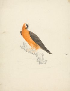 Skæggrib