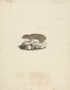 Heterohyrax brucei (gulplettet klippehyrax) af James Bruce