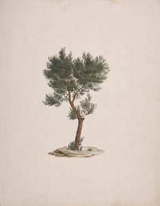 Juniperus procera Endl. (African Pencil Cedar): færdig tegning af træernes vane af James Bruce