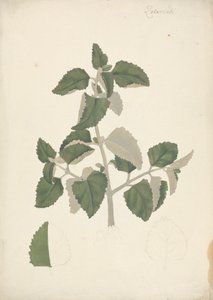 Labiatae (ubestemt art): færdig tegning af et bladskud, uden blomster