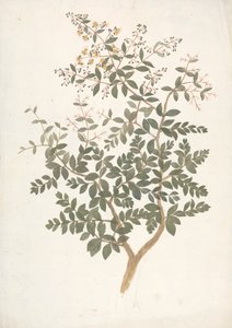 Lawsonia inermis L. (Henna): færdig tegning af et blomstrende bladskud