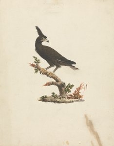 Lophaetus occipitalis (langkamørn) af James Bruce