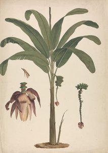 Musa x sapientum L. (Banan): færdig tegning med detaljer af blomsterstand af James Bruce